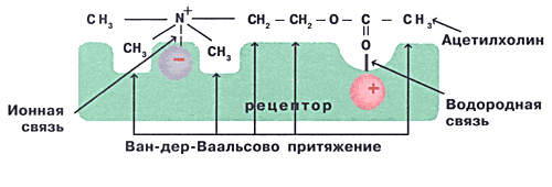 Схема взаимодействия молекулы ацетилхолина со своим рецептором
